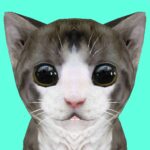 Cat Simulator Online MOD APKs 49 Unlimited Money