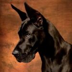 Great Dane Dog Simulator 3D MOD APKs 1.3.1 (Unlimited Money)