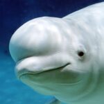 The Beluga Whale MOD APKs 1.2.4 (Unlimited Money)