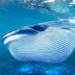 The Blue Whale MOD APKs 1.2.6 (Unlimited Money)