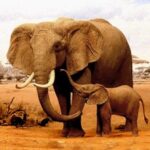 The Elephant MOD APKs 1.3.2 (Unlimited Money)