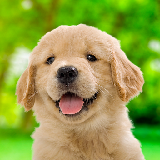 My Dog & Me MOD APKs 3.2.1 (Unlimited Money)