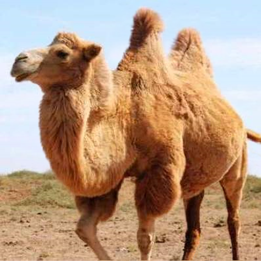 The Camel MOD APKs 1.3.5 (Unlimited Money)