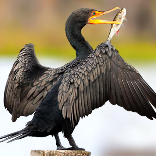The Cormorant MOD APKs 1.3.0 (Unlimited Money)