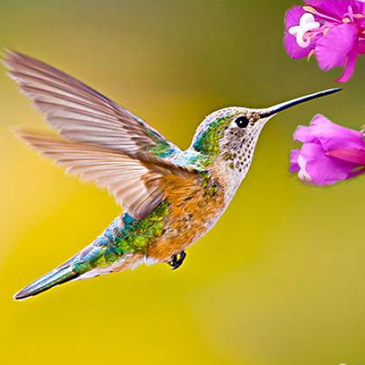 The Hummingbird MOD APKs 1.2.2 Unlimited Money