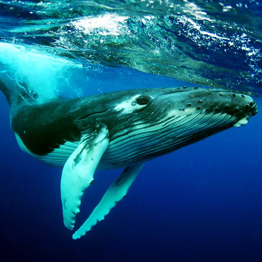 The Humpback Whales MOD APKs 1.2.5 (Unlimited Money)