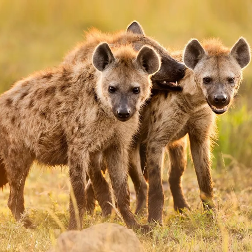 The Hyena MOD APKs 1.3.3 (Unlimited Money)
