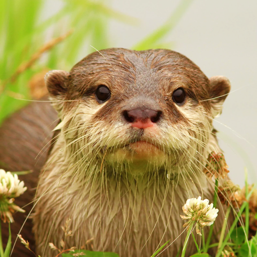 The Otter MOD APKs 1.2.8 (Unlimited Money)