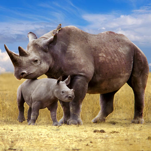 The Rhinoceros MOD APKs 1.3.5 (Unlimited Money)