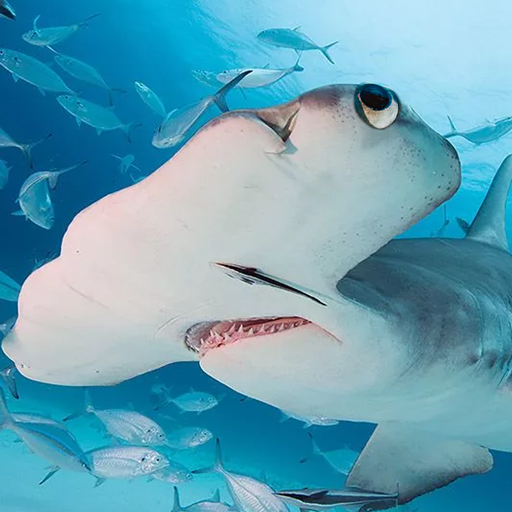 The Hammerhead Shark MOD APKs 1.3.0 (Unlimited Money)