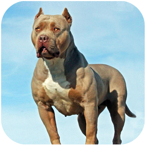 Pitbull Simulator MOD APKs 1.4.1 (Unlimited Money)