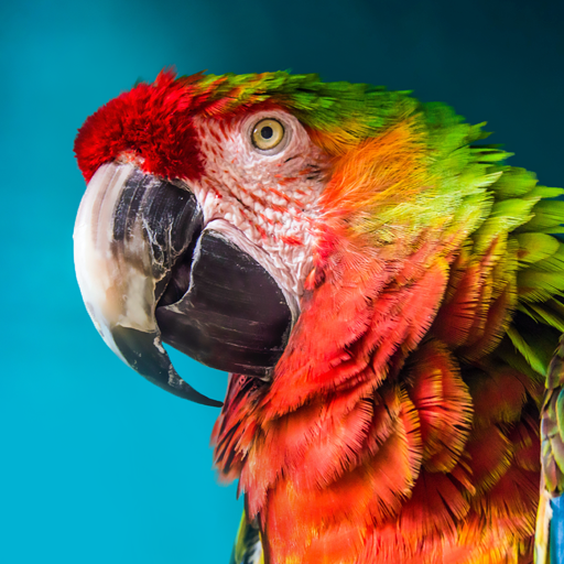 The Parrot MOD APKs 1.3.0 (Unlimited Money)