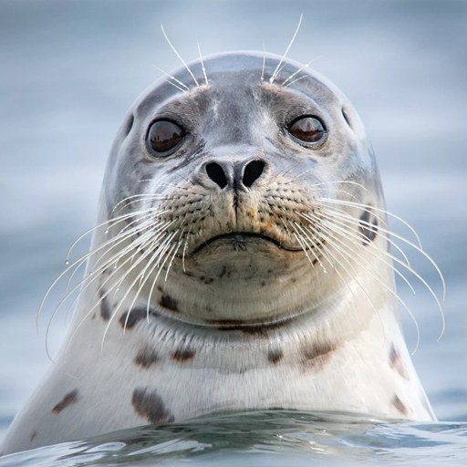 The Seal MOD APKs 1.2.7 (Unlimited Money)