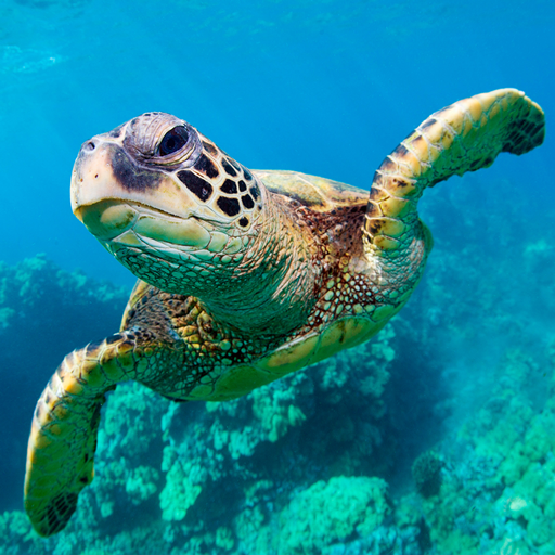The Turtle MOD APKs 1.3.1 (Unlimited Money)